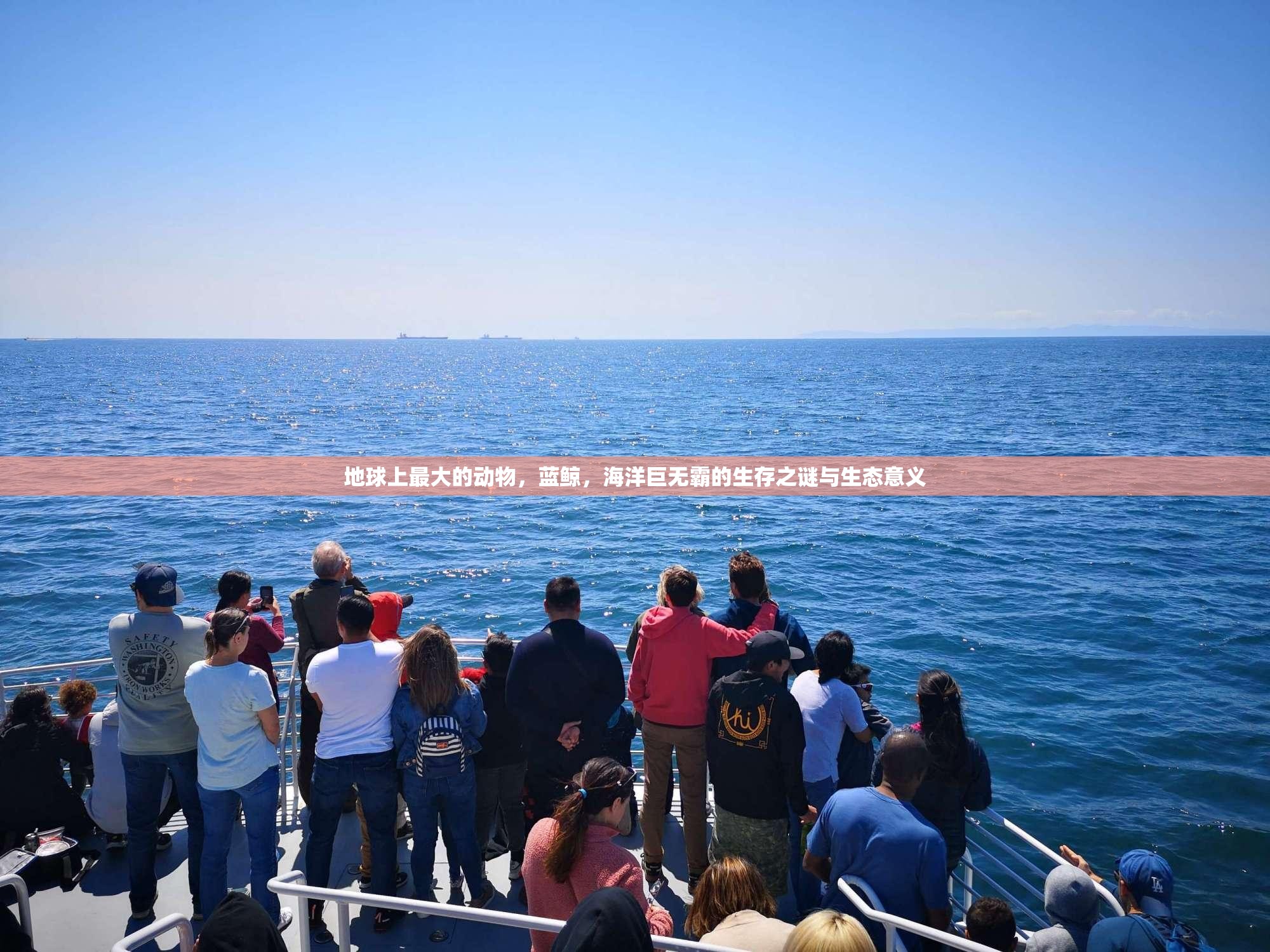 地球上最大的动物，蓝鲸，海洋巨无霸的生存之谜与生态意义