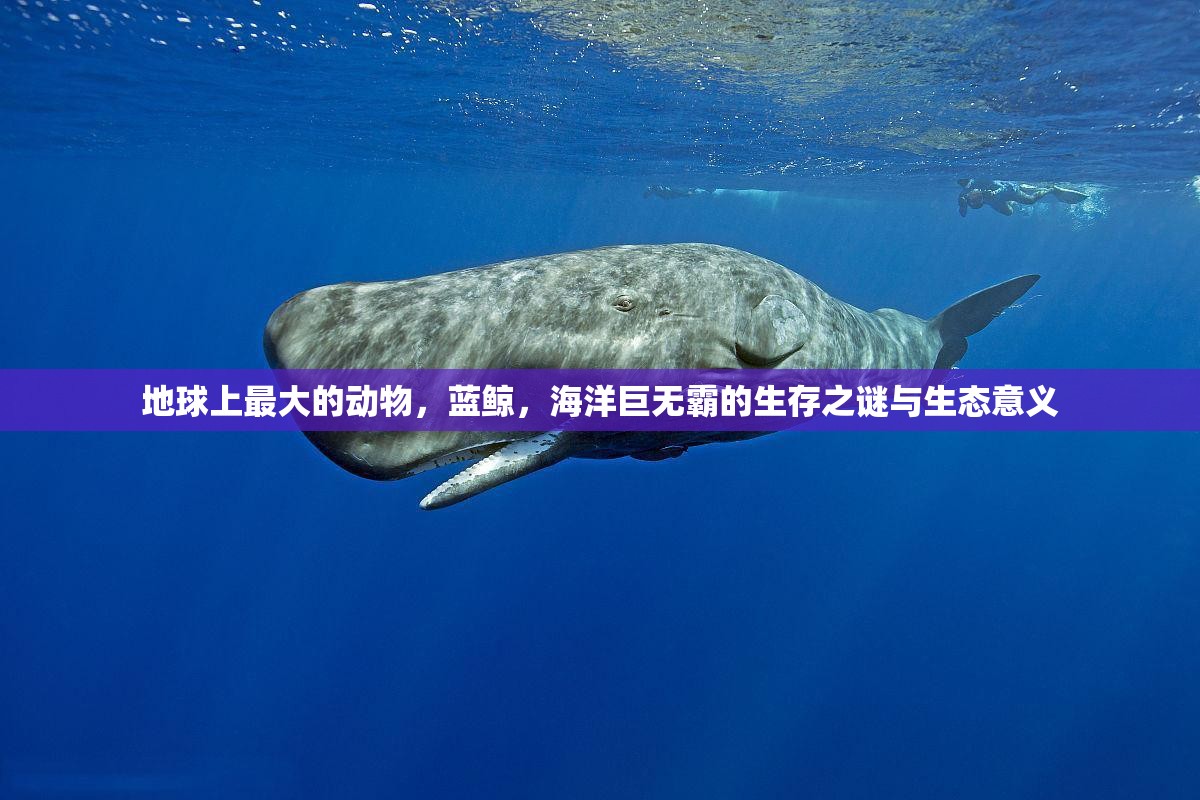 地球上最大的动物，蓝鲸，海洋巨无霸的生存之谜与生态意义