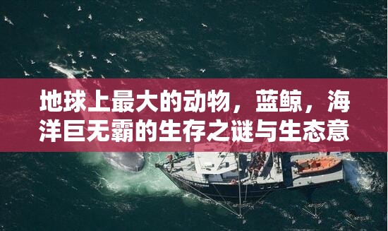 地球上最大的动物，蓝鲸，海洋巨无霸的生存之谜与生态意义