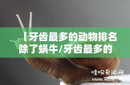 【牙齿最多的动物排名除了蜗牛/牙齿最多的动物排名除了蜗牛还有什么】