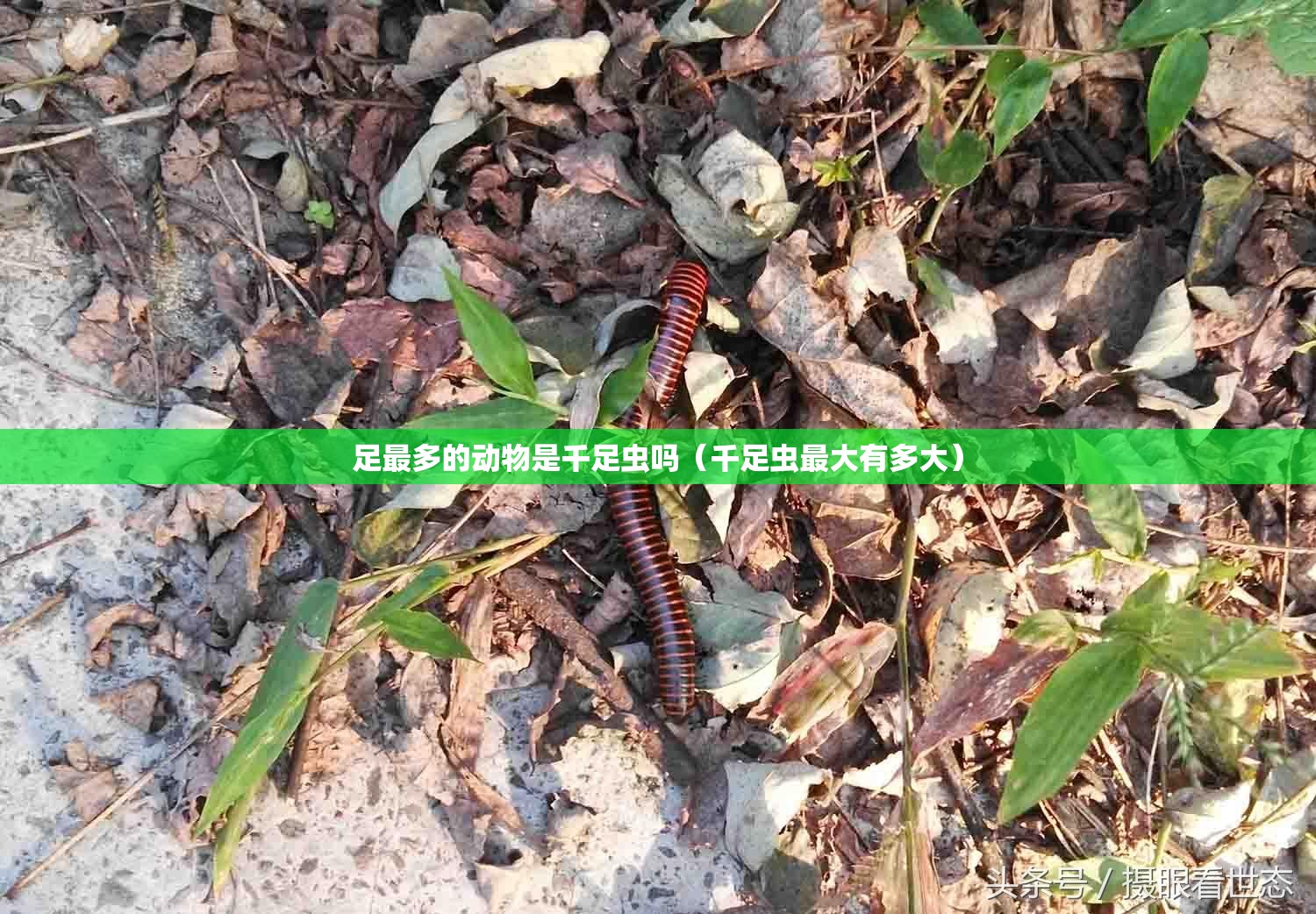 足最多的动物是千足虫吗（千足虫最大有多大）