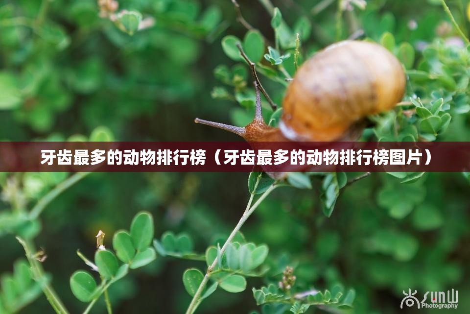 牙齿最多的动物排行榜（牙齿最多的动物排行榜图片）