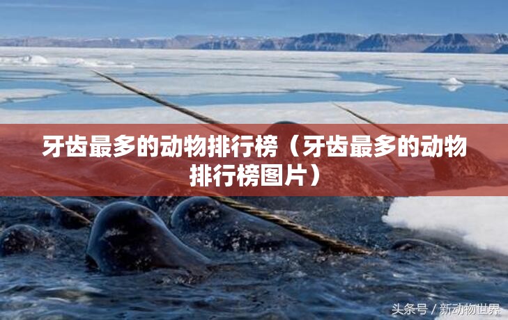 牙齿最多的动物排行榜（牙齿最多的动物排行榜图片）
