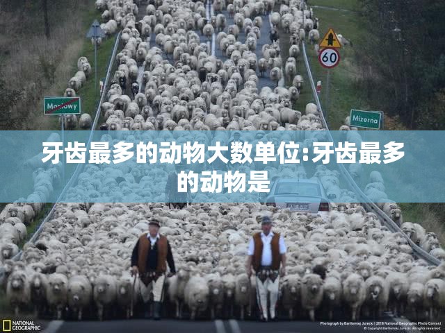 牙齿最多的动物大数单位:牙齿最多的动物是