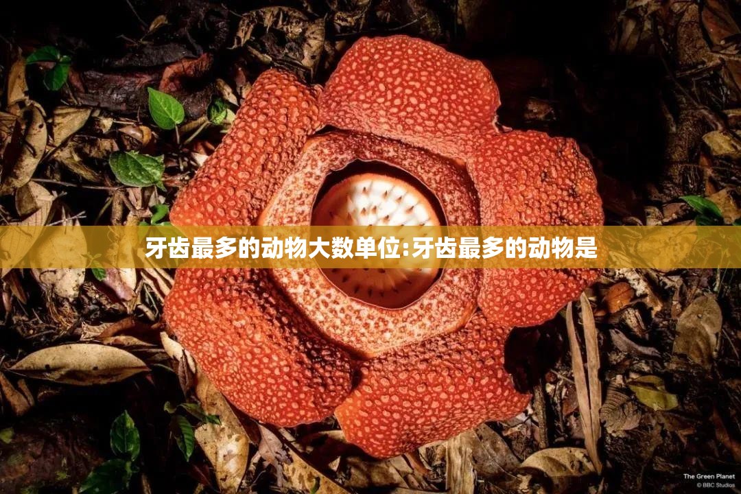 牙齿最多的动物大数单位:牙齿最多的动物是