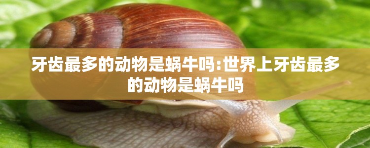牙齿最多的动物是蜗牛吗:世界上牙齿最多的动物是蜗牛吗