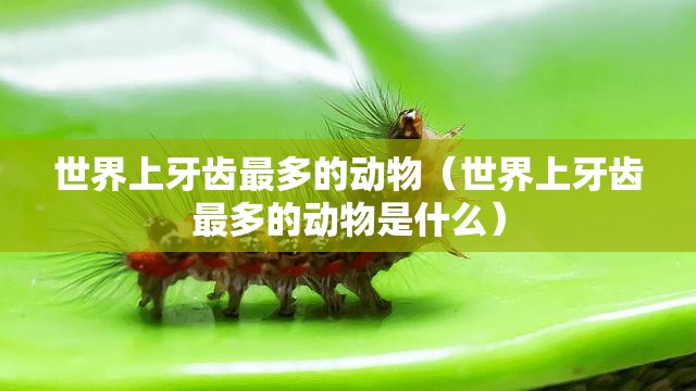 世界上牙齿最多的动物（世界上牙齿最多的动物是什么）