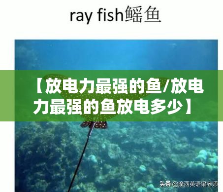 【放电力最强的鱼/放电力最强的鱼放电多少】