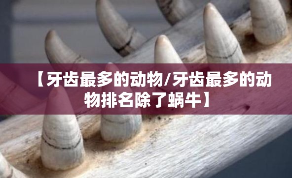 【牙齿最多的动物/牙齿最多的动物排名除了蜗牛】