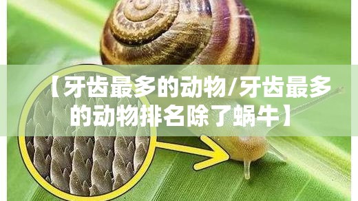 【牙齿最多的动物/牙齿最多的动物排名除了蜗牛】