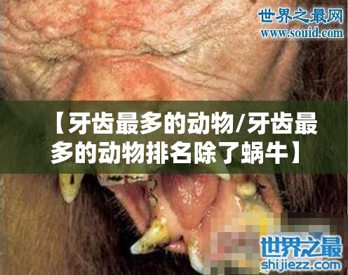 【牙齿最多的动物/牙齿最多的动物排名除了蜗牛】