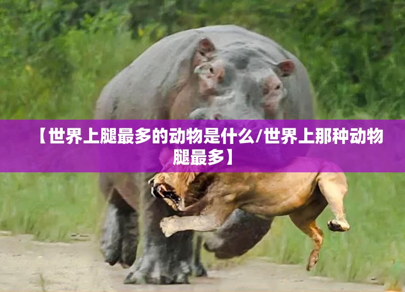 【世界上腿最多的动物是什么/世界上那种动物腿最多】