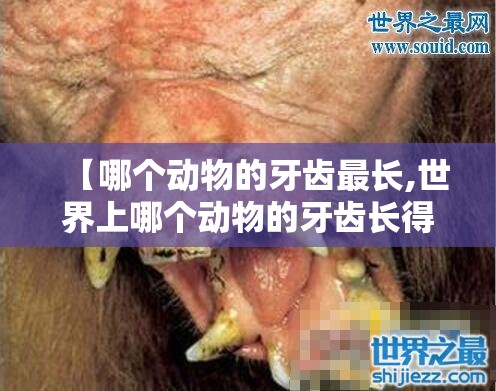 【哪个动物的牙齿最长,世界上哪个动物的牙齿长得最多】