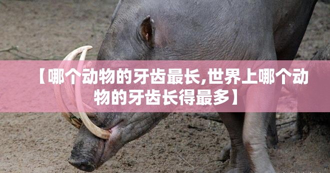 【哪个动物的牙齿最长,世界上哪个动物的牙齿长得最多】