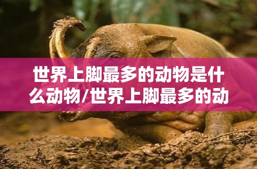 世界上脚最多的动物是什么动物/世界上脚最多的动物是什么