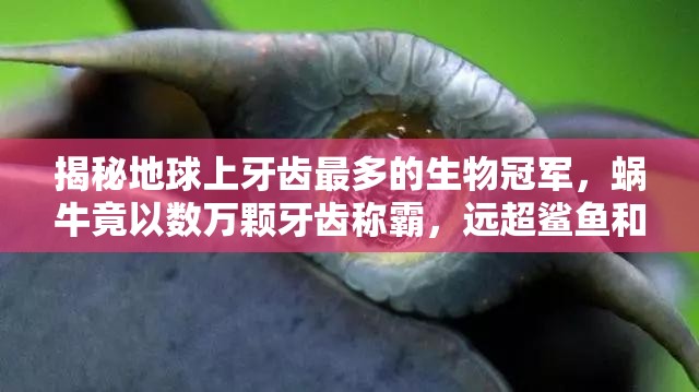 揭秘地球上牙齿最多的生物冠军，蜗牛竟以数万颗牙齿称霸，远超鲨鱼和人类想象！