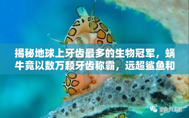 揭秘地球上牙齿最多的生物冠军，蜗牛竟以数万颗牙齿称霸，远超鲨鱼和人类想象！