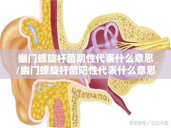 幽门螺旋杆菌阴性代表什么意思/幽门螺旋杆菌阳性代表什么意思