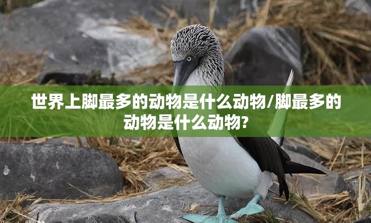 世界上脚最多的动物是什么动物/脚最多的动物是什么动物?