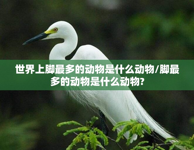 世界上脚最多的动物是什么动物/脚最多的动物是什么动物?