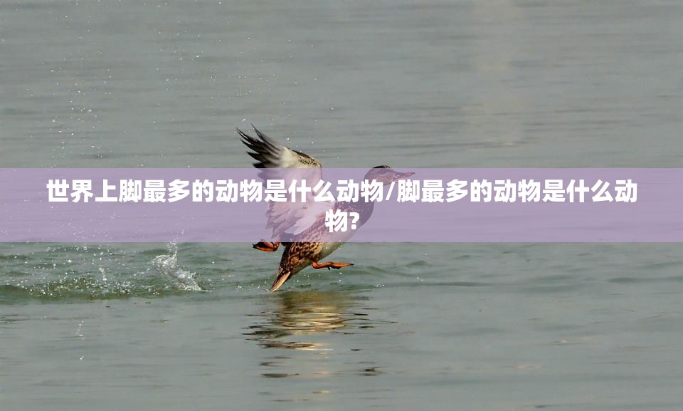 世界上脚最多的动物是什么动物/脚最多的动物是什么动物?