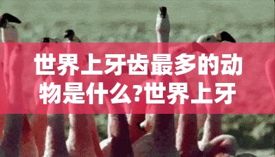 世界上牙齿最多的动物是什么?世界上牙齿最多的动物是什么动物