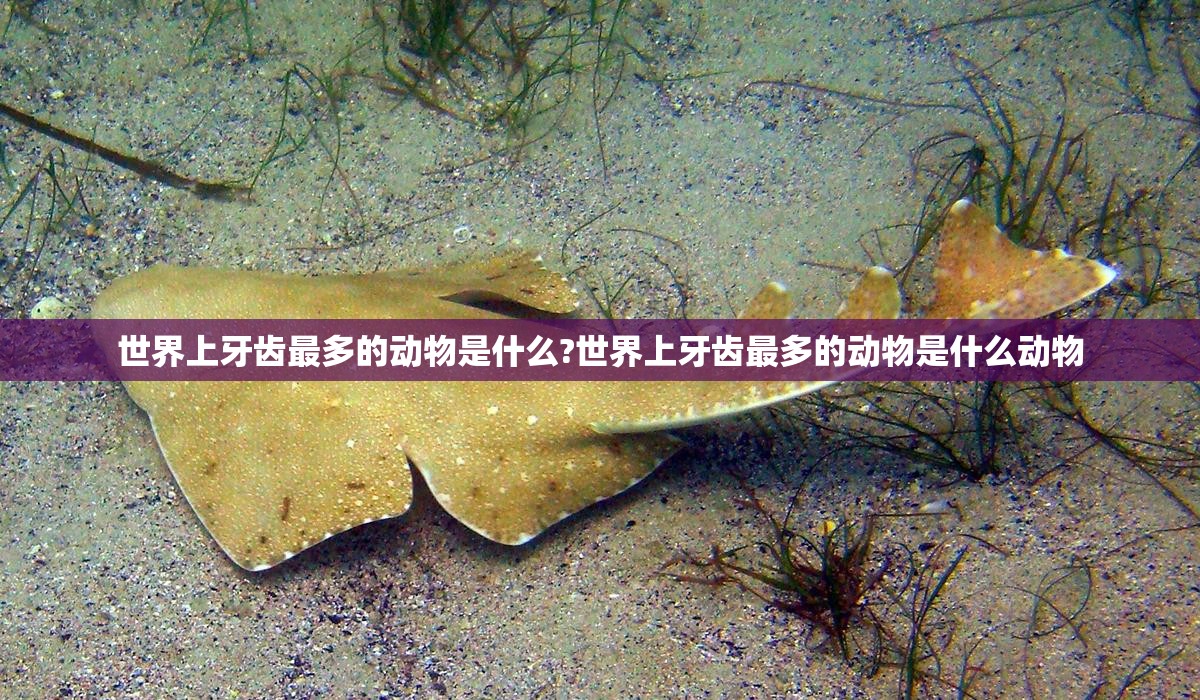 世界上牙齿最多的动物是什么?世界上牙齿最多的动物是什么动物