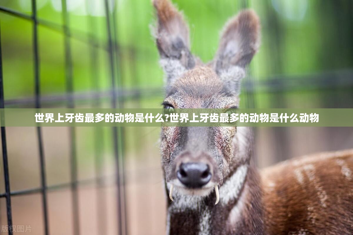 世界上牙齿最多的动物是什么?世界上牙齿最多的动物是什么动物