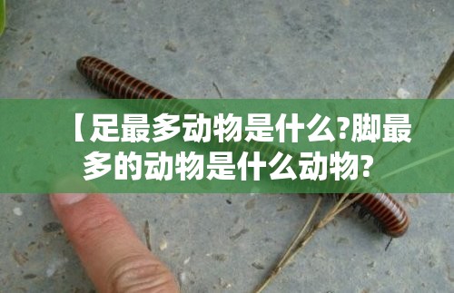 【足最多动物是什么?脚最多的动物是什么动物?
