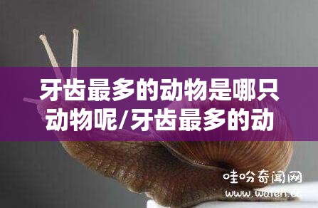牙齿最多的动物是哪只动物呢/牙齿最多的动物是哪只动物