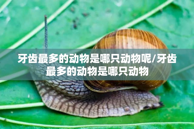 牙齿最多的动物是哪只动物呢/牙齿最多的动物是哪只动物