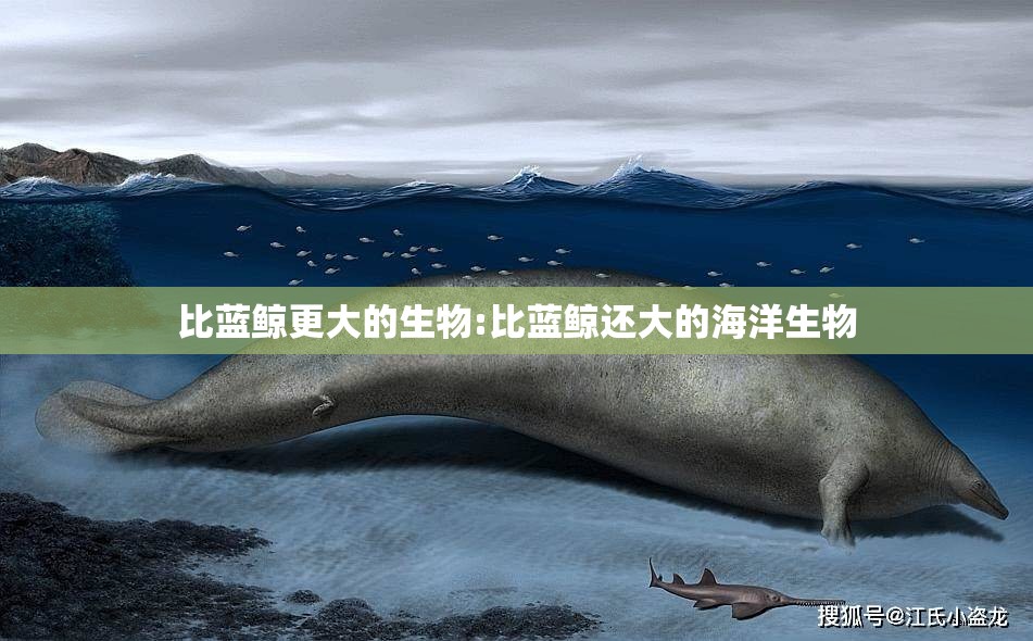 比蓝鲸更大的生物:比蓝鲸还大的海洋生物