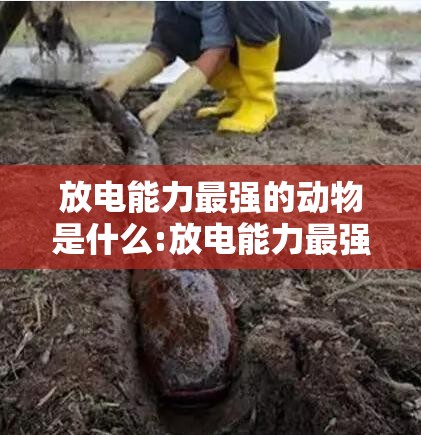 放电能力最强的动物是什么:放电能力最强的动物是什么?