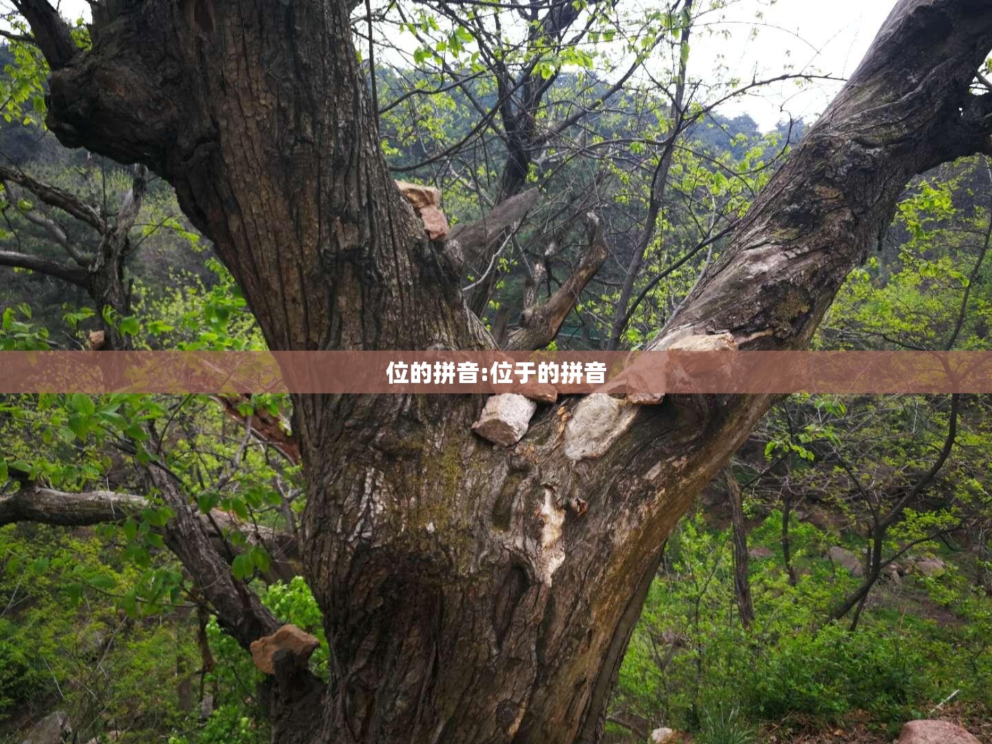 位的拼音:位于的拼音