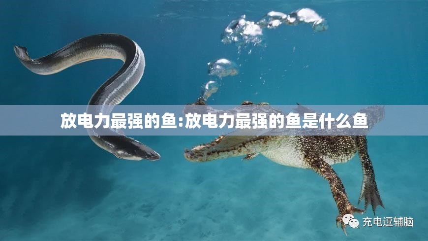 放电力最强的鱼:放电力最强的鱼是什么鱼