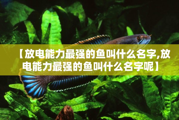 【放电能力最强的鱼叫什么名字,放电能力最强的鱼叫什么名字呢】