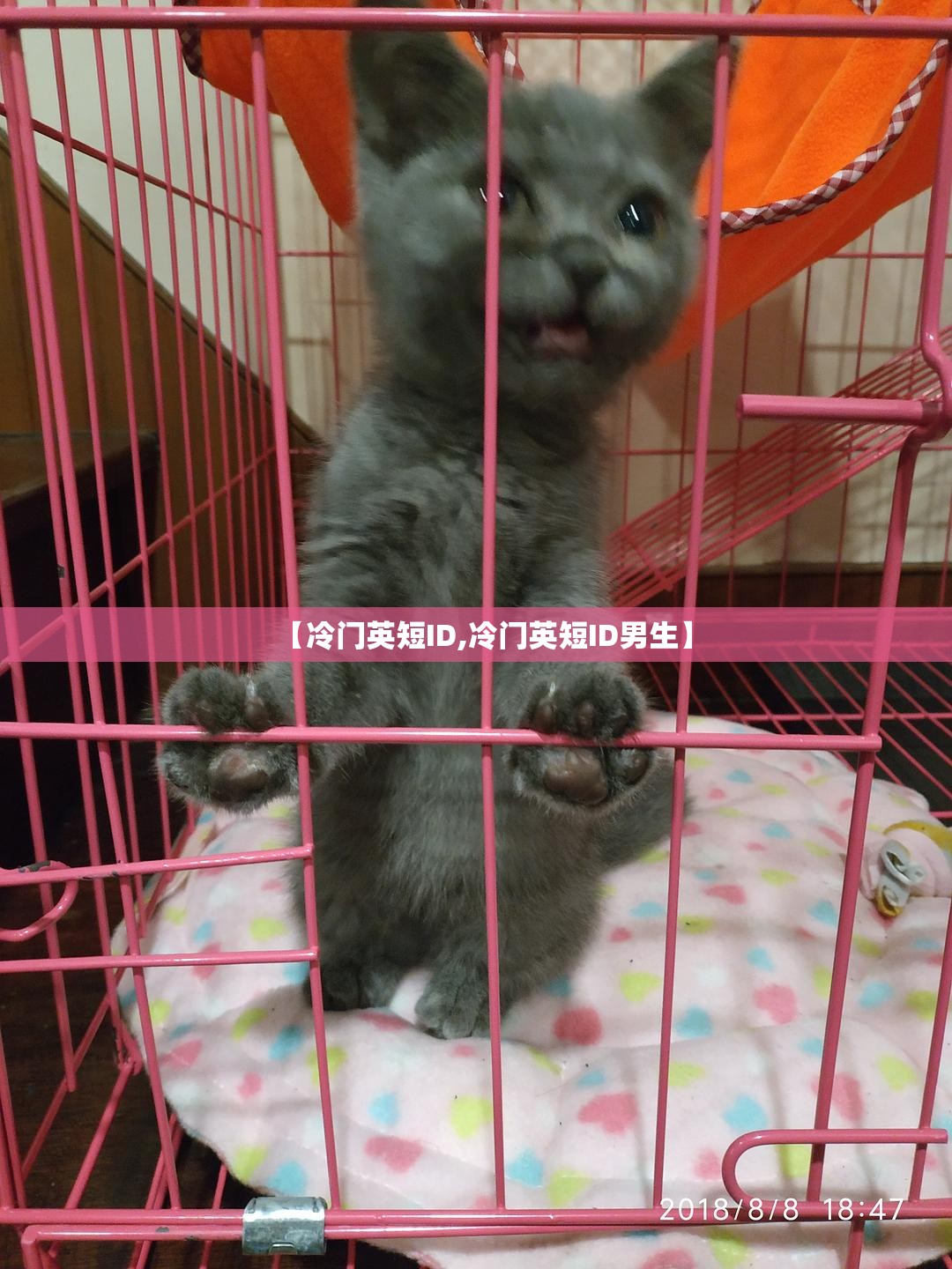 【冷门英短ID,冷门英短ID男生】