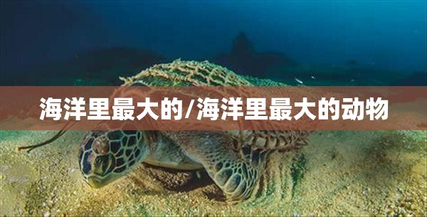 海洋里最大的/海洋里最大的动物