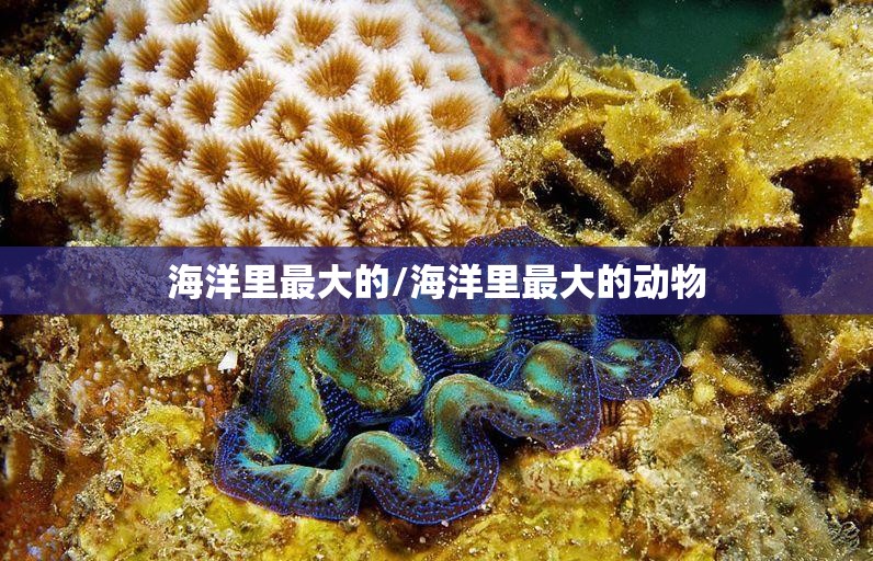 海洋里最大的/海洋里最大的动物