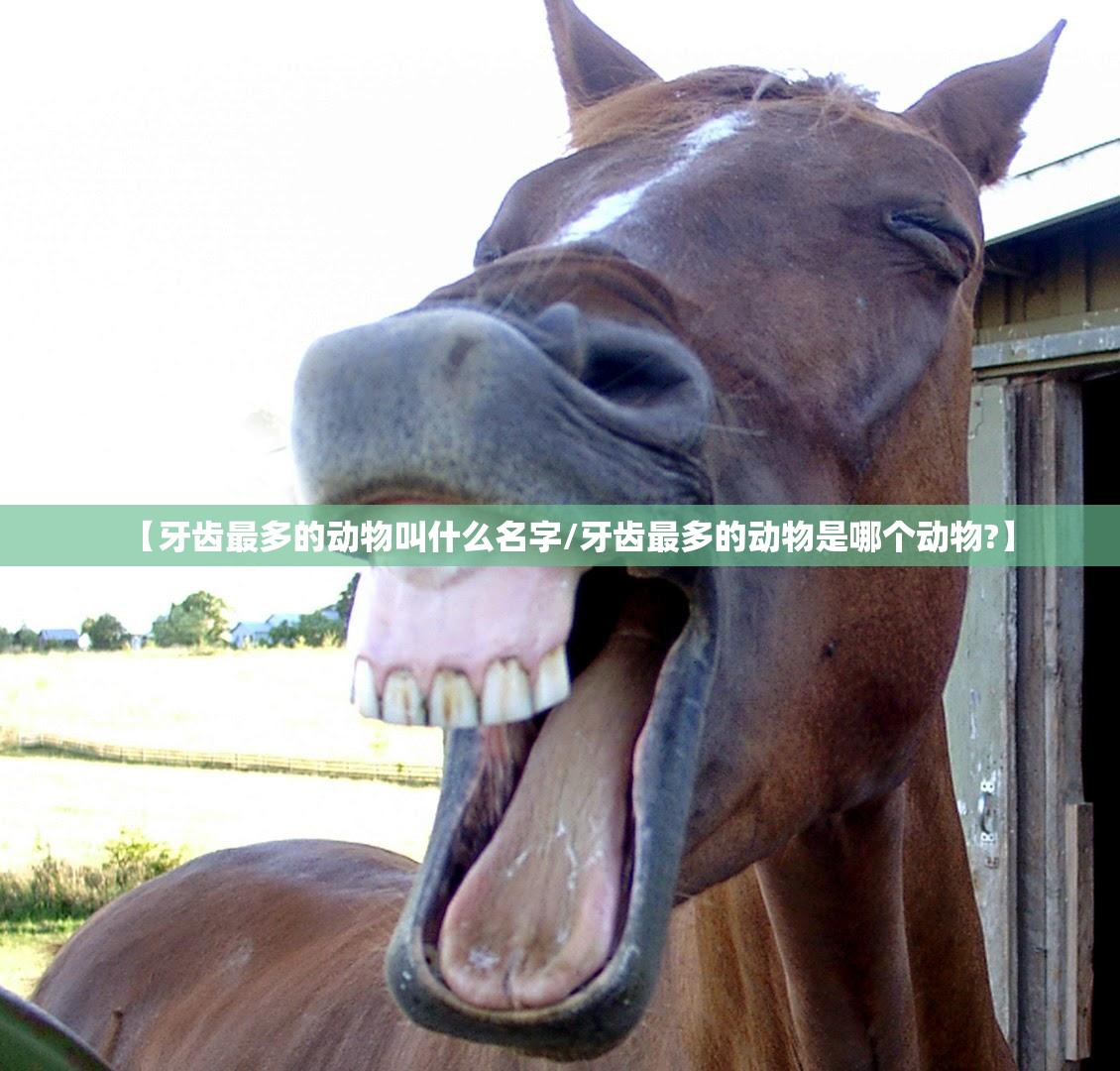 【牙齿最多的动物叫什么名字/牙齿最多的动物是哪个动物?】