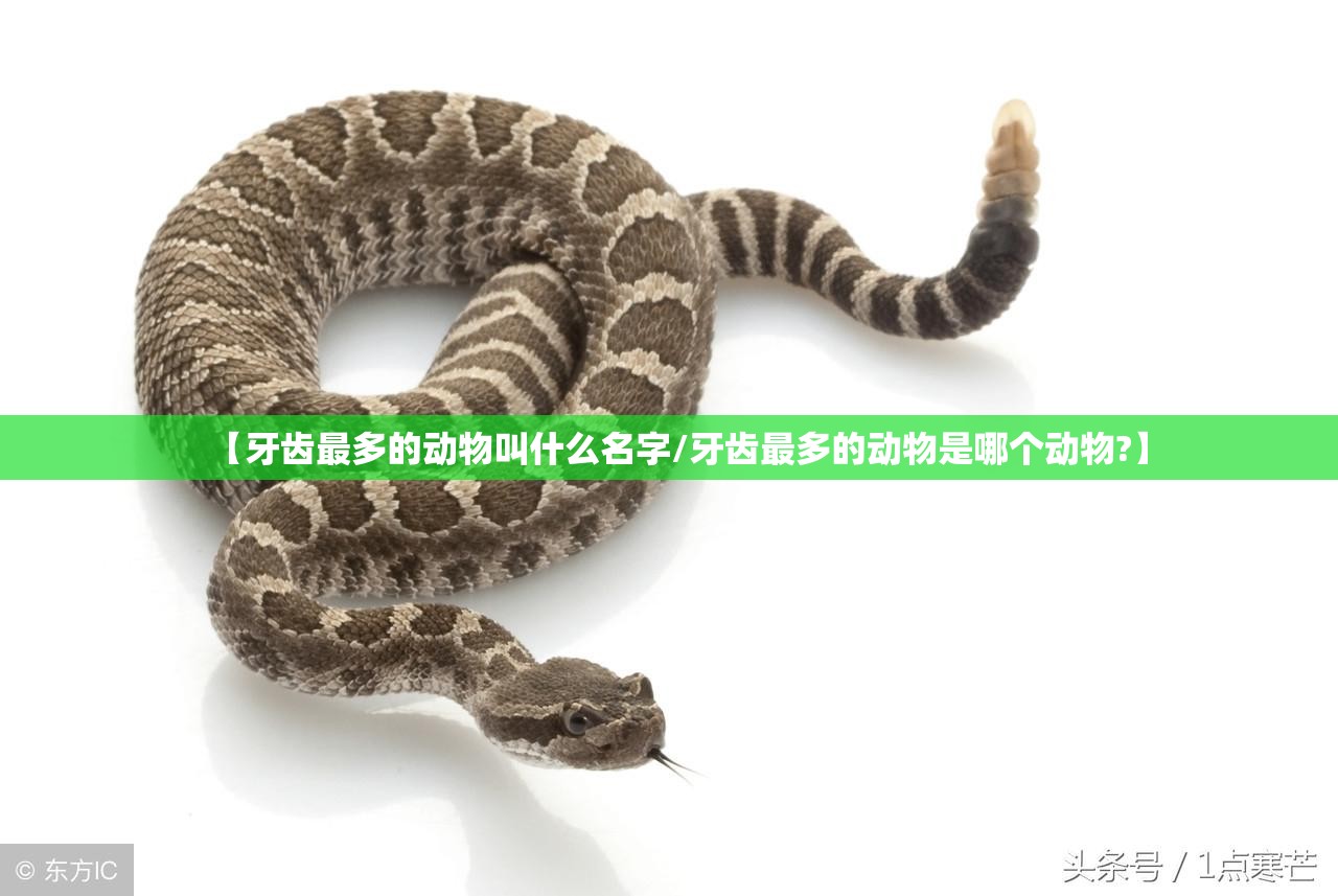 【牙齿最多的动物叫什么名字/牙齿最多的动物是哪个动物?】
