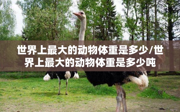世界上最大的动物体重是多少/世界上最大的动物体重是多少吨