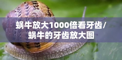 蜗牛放大1000倍看牙齿/蜗牛的牙齿放大图