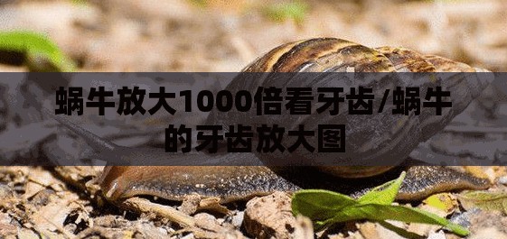 蜗牛放大1000倍看牙齿/蜗牛的牙齿放大图