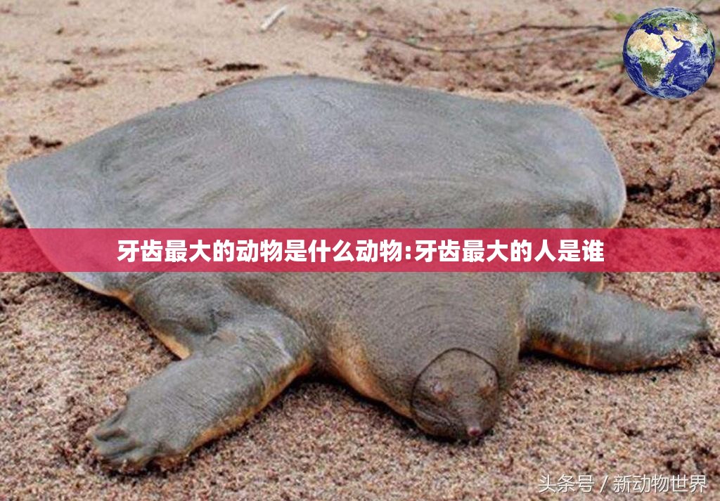 牙齿最大的动物是什么动物:牙齿最大的人是谁