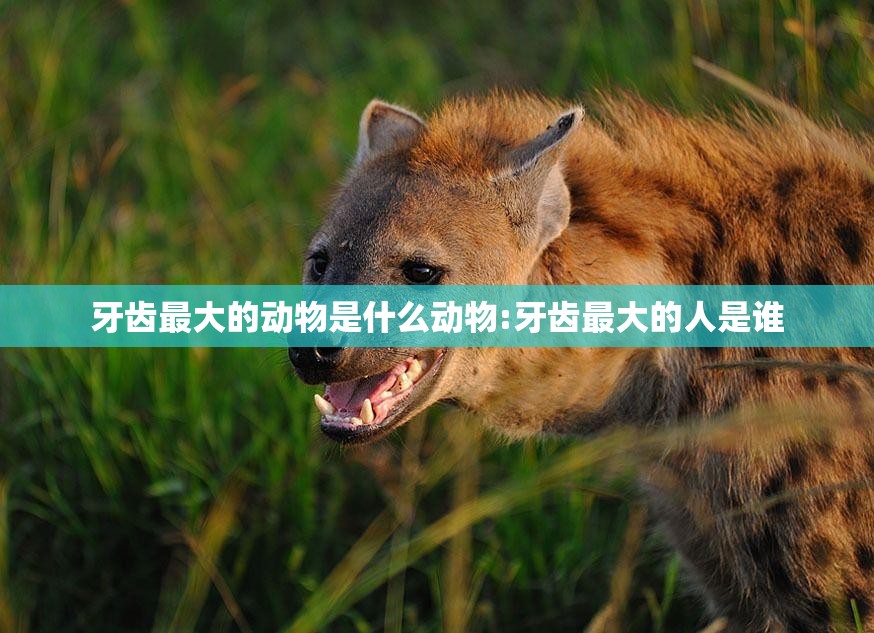 牙齿最大的动物是什么动物:牙齿最大的人是谁