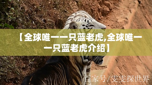 【全球唯一一只蓝老虎,全球唯一一只蓝老虎介绍】