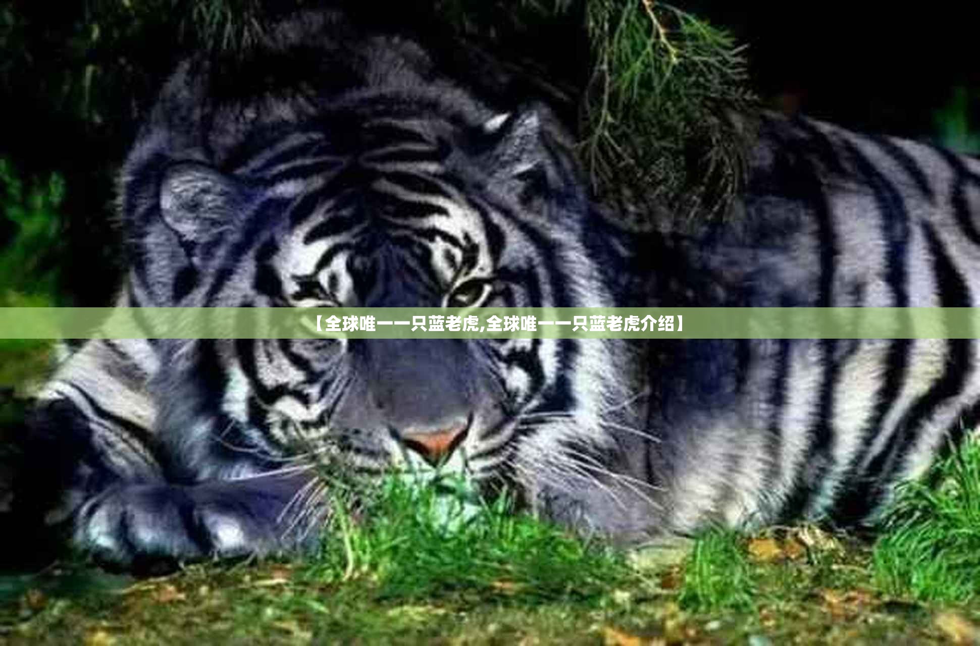 【全球唯一一只蓝老虎,全球唯一一只蓝老虎介绍】