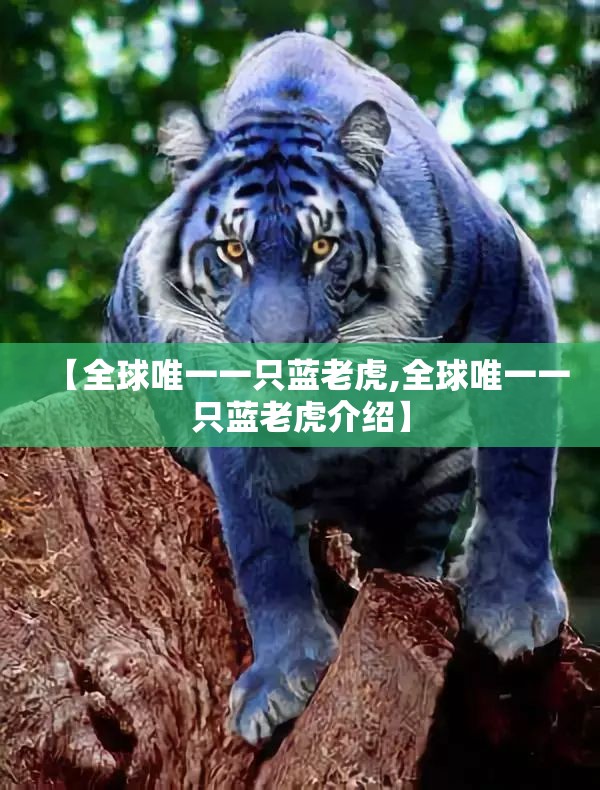 【全球唯一一只蓝老虎,全球唯一一只蓝老虎介绍】