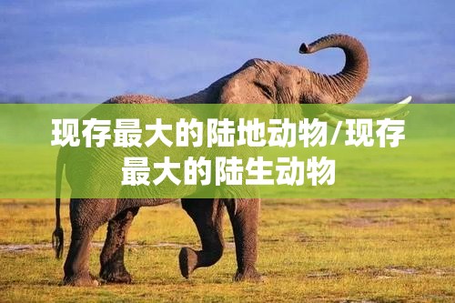 现存最大的陆地动物/现存最大的陆生动物